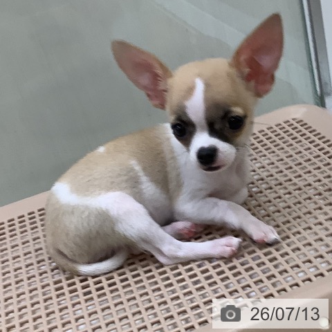 長野県のチワワ(ロング) (ペットプラス 長野店/2026年4月20日生まれ/男の子/フォーンホワイト)の子犬の3枚目の画像