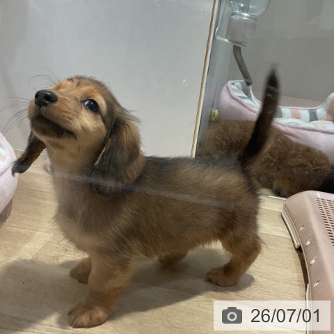 ミニチュア・ダックスフンドの写真