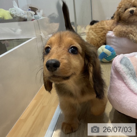 福岡県のミニチュアダックスフンド(ロング) (ペットプラス 小倉南店/2026年4月29日生まれ/女の子/レッド)の子犬の4枚目の画像