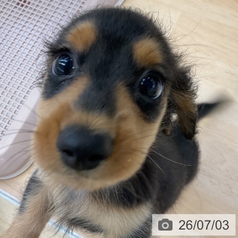 ミニチュア・ダックスフンドの写真