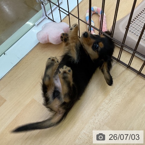 ミニチュア・ダックスフンドの写真