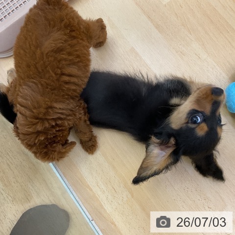 ミニチュア・ダックスフンドの写真