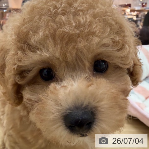 宮崎県のトイプードル(トイ) (ペットプラス 宮崎店/2026年4月30日生まれ/男の子/アプリコット)の子犬の4枚目の画像