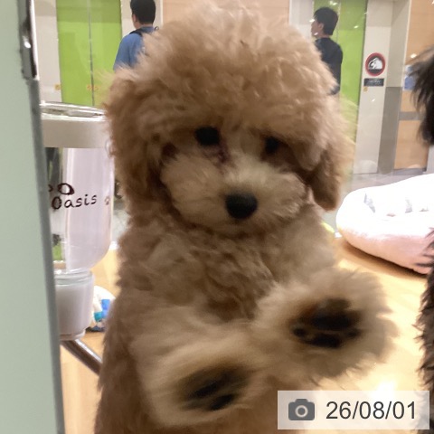 福岡県のトイプードル(トイ) (ペットプラス 黒崎店/2026年4月30日生まれ/男の子/アプリコット)の子犬の4枚目の画像