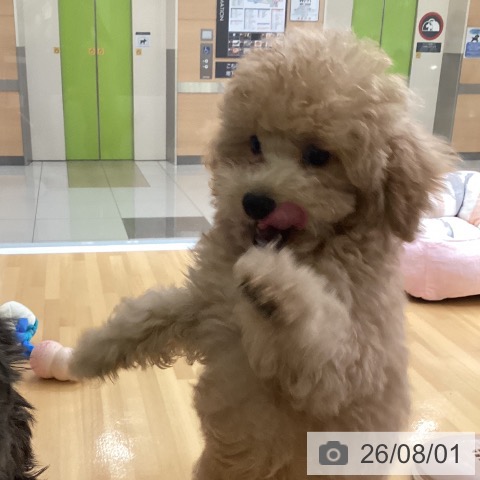 福岡県のトイプードル(トイ) (ペットプラス 黒崎店/2026年4月30日生まれ/男の子/アプリコット)の子犬の3枚目の画像