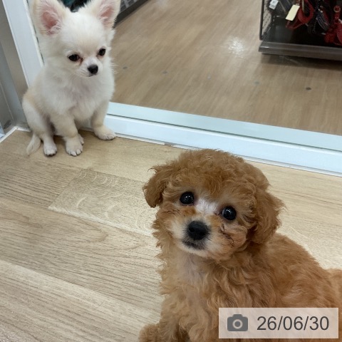 福岡県のトイプードル(トイ) (ペットプラス 香椎浜店/2026年4月30日生まれ/男の子/アプリコット)の子犬の4枚目の画像