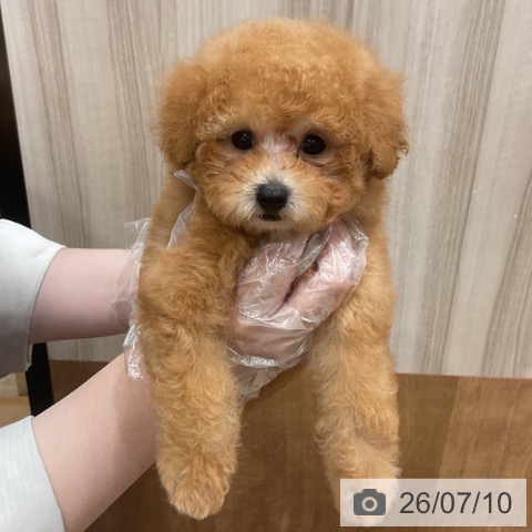 福岡県のトイプードル(トイ) (ペットプラス 香椎浜店/2026年4月30日生まれ/男の子/アプリコット)の子犬の3枚目の画像