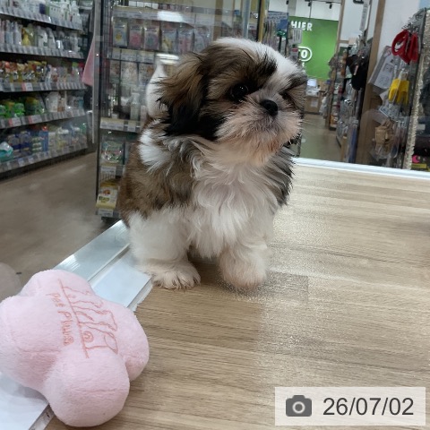福岡県のシーズー (ペットプラス 香椎浜店/2026年4月21日生まれ/男の子/ゴールドホワイト)の子犬の3枚目の画像