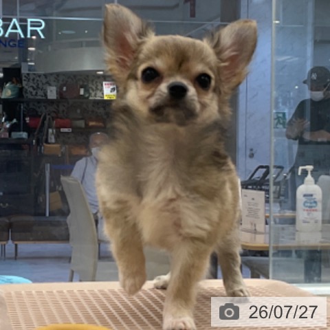 福岡県のチワワ(ロング) (ペットプラス 春日店/2026年4月30日生まれ/女の子/フォーンホワイト)の子犬の4枚目の画像