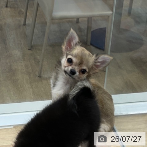 福岡県のチワワ(ロング) (ペットプラス 春日店/2026年4月30日生まれ/女の子/フォーンホワイト)の子犬の3枚目の画像