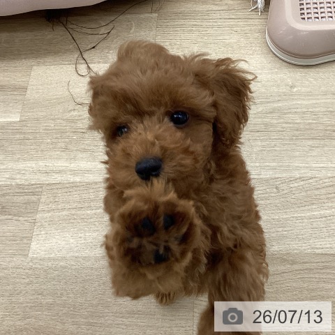 福岡県のトイプードル(トイ) (ペットプラス 春日店/2026年4月30日生まれ/男の子/レッド)の子犬の4枚目の画像