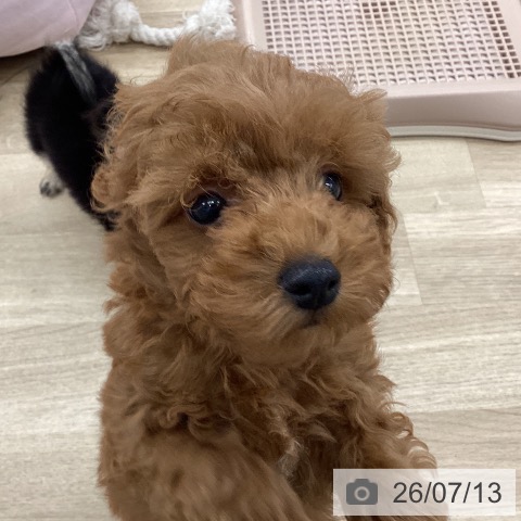 福岡県のトイプードル(トイ) (ペットプラス 春日店/2026年4月30日生まれ/男の子/レッド)の子犬の3枚目の画像