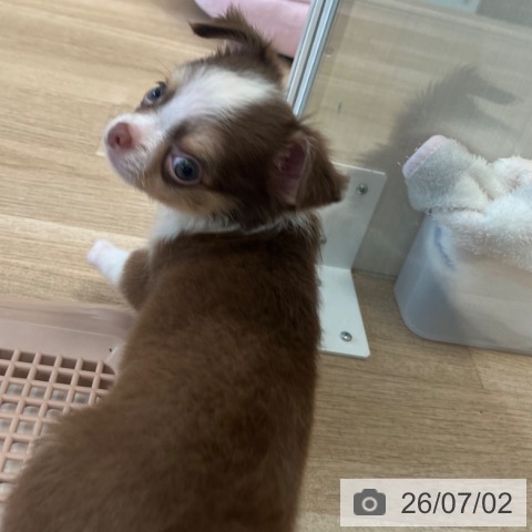 福岡県のチワワ(ロング) (ペットプラス ららぽーと福岡店/2026年4月23日生まれ/男の子/チョコレートタンホワイト)の子犬の4枚目の画像