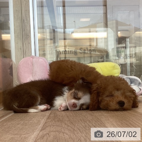 福岡県のチワワ(ロング) (ペットプラス ららぽーと福岡店/2026年4月23日生まれ/男の子/チョコレートタンホワイト)の子犬の3枚目の画像