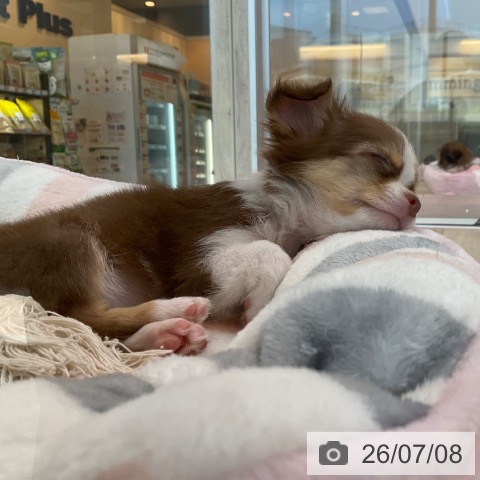 福岡県のチワワ(ロング) (ペットプラス ららぽーと福岡店/2026年4月23日生まれ/男の子/チョコレートタンホワイト)の子犬の3枚目の画像