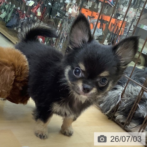 福岡県のチワワ(ロング) (ペットプラス 福岡店/2026年4月30日生まれ/男の子/ブラックタン)の子犬の4枚目の画像