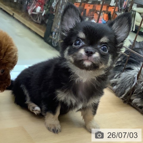 福岡県のチワワ(ロング) (ペットプラス 福岡店/2026年4月30日生まれ/男の子/ブラックタン)の子犬の3枚目の画像