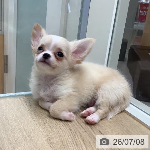 東京都のチワワ(ロング) (ペットプラス 日の出店/2026年4月30日生まれ/男の子/クリーム)の子犬の4枚目の画像