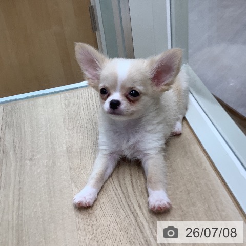 東京都のチワワ(ロング) (ペットプラス 日の出店/2026年4月30日生まれ/男の子/クリーム)の子犬の3枚目の画像