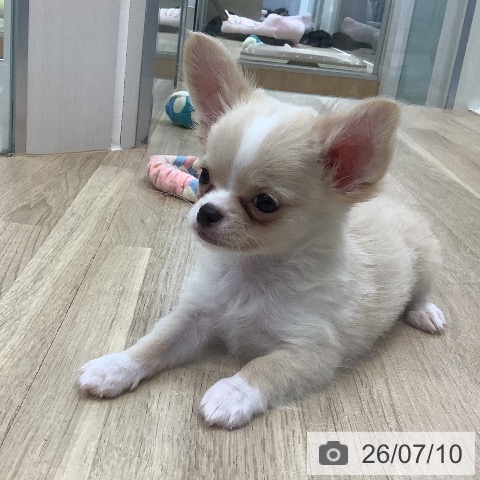 東京都のチワワ(ロング) (ペットプラス 日の出店/2026年4月30日生まれ/男の子/クリーム)の子犬の3枚目の画像