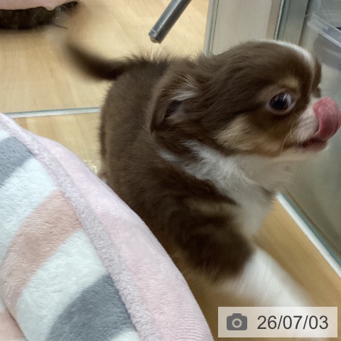 長野県のチワワ(ロング) (ペットプラス 松本店/2026年4月29日生まれ/男の子/チョコレートタンホワイト)の子犬の3枚目の画像