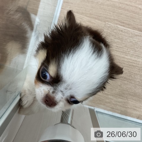 チワワの写真