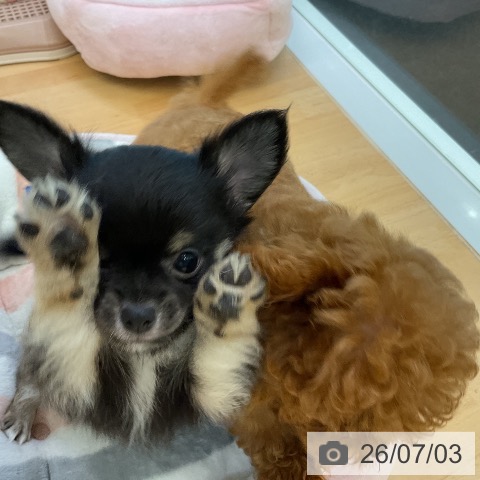 チワワの写真