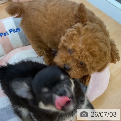 チワワの写真