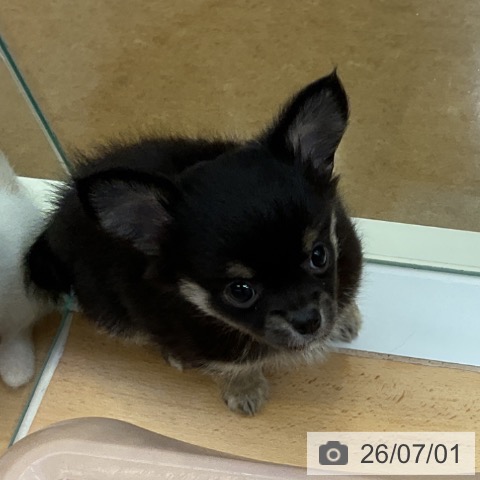 福岡県のチワワ(ロング) (ペットプラス 福岡店/2026年4月30日生まれ/女の子/ブラックタンホワイト)の子犬の4枚目の画像