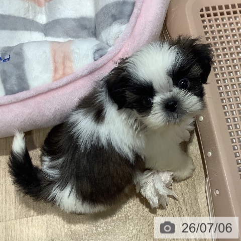 福岡県のシーズー (ペットプラス 小倉南店/2026年4月30日生まれ/男の子/ゴールドホワイト)の子犬の3枚目の画像