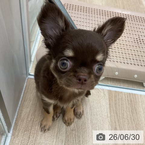 チワワの写真