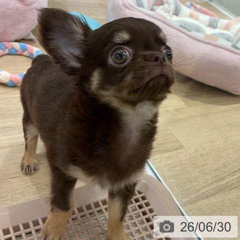 チワワの写真