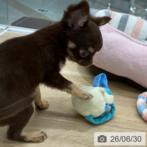 チワワの写真