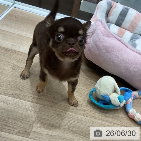 チワワの写真