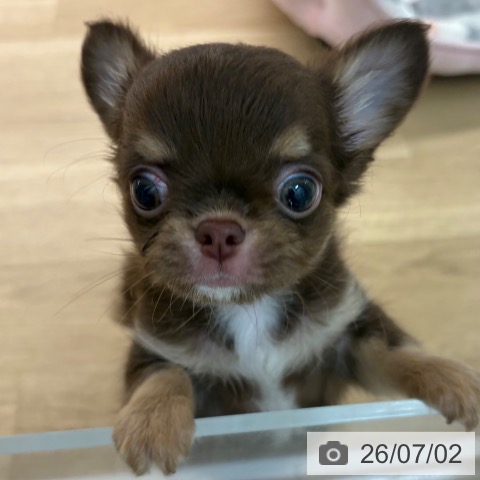 宮崎県のチワワ(ロング) (ペットプラス 宮崎店/2026年4月28日生まれ/男の子/チョコレートタン)の子犬の4枚目の画像