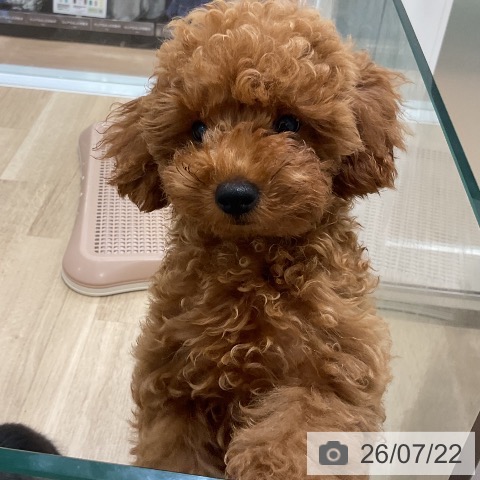 福岡県のトイプードル(トイ) (ペットプラス 香椎浜店/2026年4月28日生まれ/男の子/レッド)の子犬の3枚目の画像