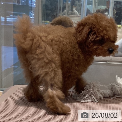 鹿児島県のトイプードル(トイ) (ペットプラス 姶良店/2026年4月28日生まれ/男の子/レッド)の子犬の4枚目の画像