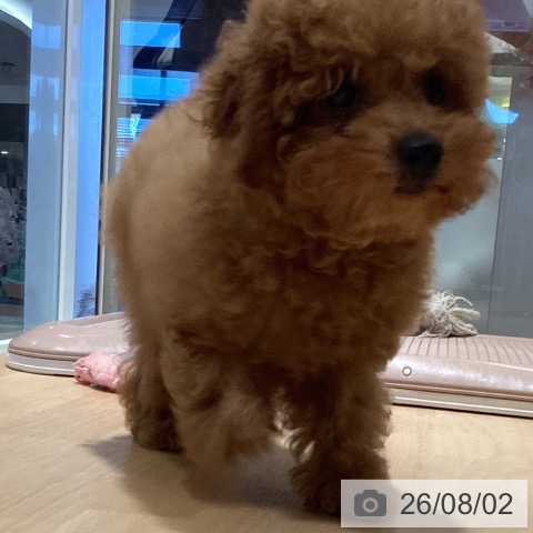 鹿児島県のトイプードル(トイ) (ペットプラス 姶良店/2026年4月28日生まれ/男の子/レッド)の子犬の3枚目の画像