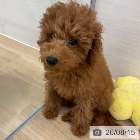福岡県のトイプードル(トイ) (ペットプラス 春日店/2026年4月29日生まれ/男の子/レッド)の子犬の3枚目の画像
