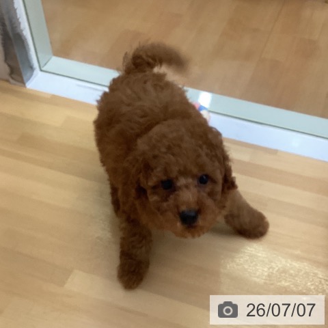 福岡県のトイプードル(トイ) (ペットプラス 黒崎店/2026年4月29日生まれ/男の子/レッド)の子犬の4枚目の画像