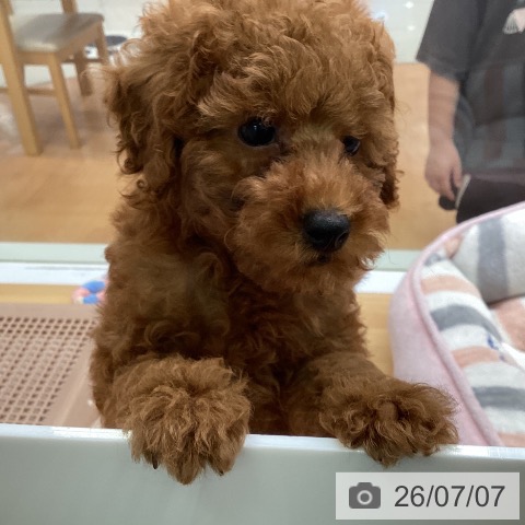 福岡県のトイプードル(トイ) (ペットプラス 黒崎店/2026年4月29日生まれ/男の子/レッド)の子犬の3枚目の画像