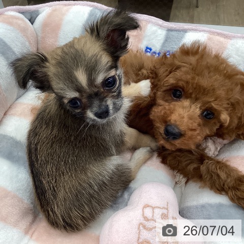 福岡県のトイプードル(トイ) (ペットプラス 春日店/2026年4月29日生まれ/男の子/レッド)の子犬の4枚目の画像