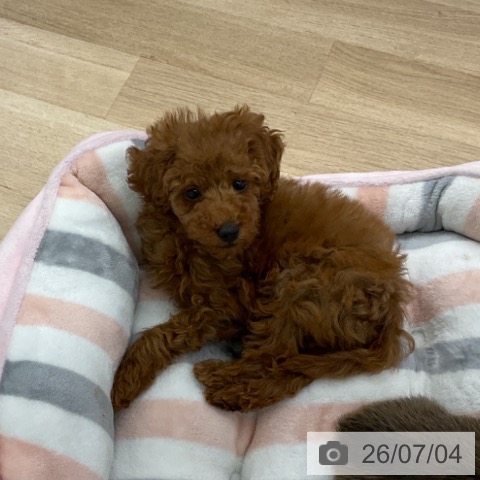 福岡県のトイプードル(トイ) (ペットプラス 春日店/2026年4月29日生まれ/男の子/レッド)の子犬の3枚目の画像