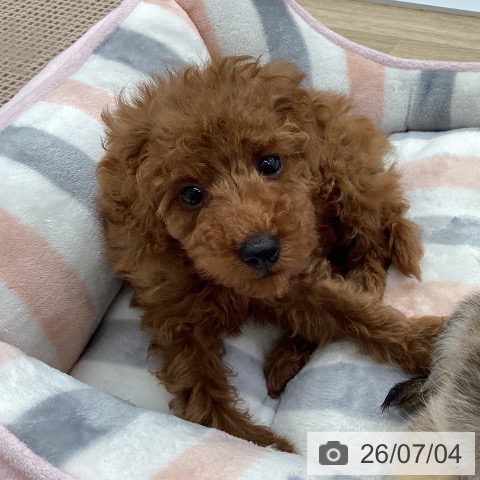 福岡県のトイプードル(トイ) (ペットプラス 春日店/2026年4月29日生まれ/男の子/レッド)の子犬の3枚目の画像
