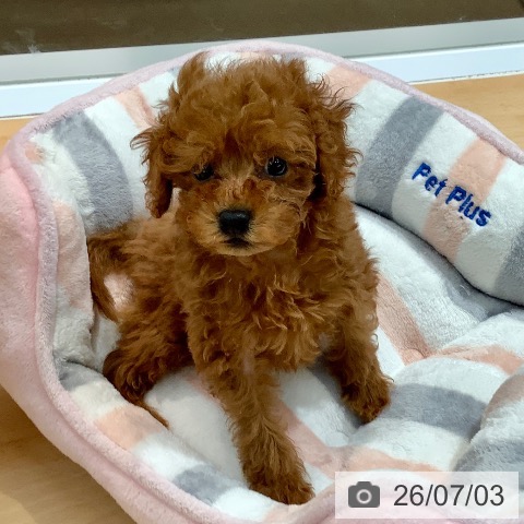 熊本県のトイプードル(トイ) (ペットプラス 熊本店/2026年4月29日生まれ/男の子/レッド)の子犬の3枚目の画像
