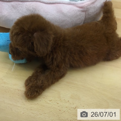 福岡県のトイプードル(トイ) (ペットプラス 福岡店/2026年5月1日生まれ/男の子/レッド)の子犬の4枚目の画像