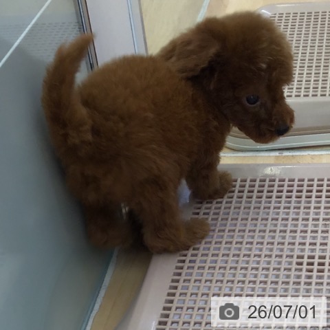 福岡県のトイプードル(トイ) (ペットプラス 福岡店/2026年5月1日生まれ/男の子/レッド)の子犬の3枚目の画像