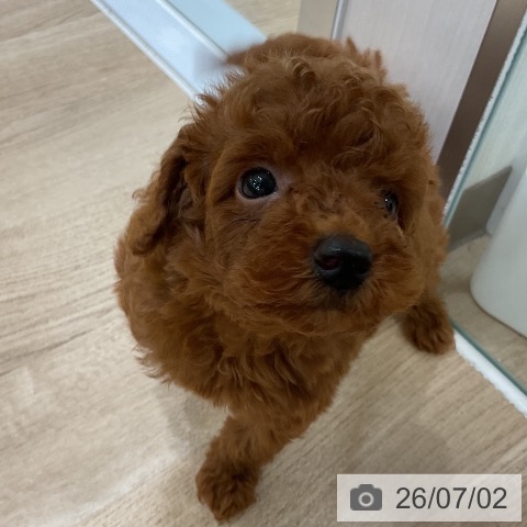 福岡県のトイプードル(トイ) (ペットプラス 香椎浜店/2026年5月1日生まれ/男の子/レッド)の子犬の3枚目の画像