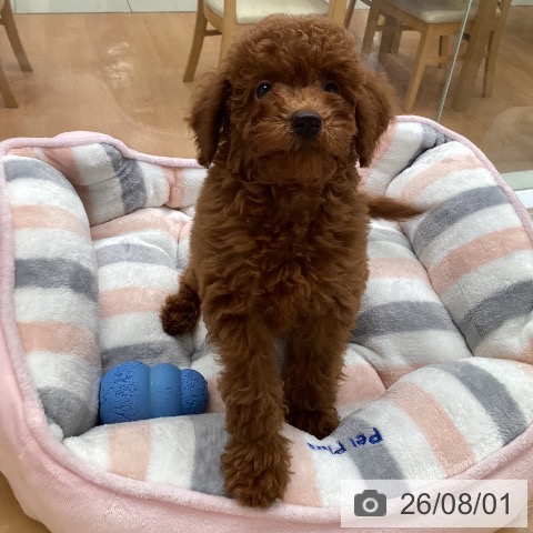 福岡県のトイプードル(トイ) (ペットプラス 黒崎店/2026年5月1日生まれ/女の子/レッド)の子犬の4枚目の画像