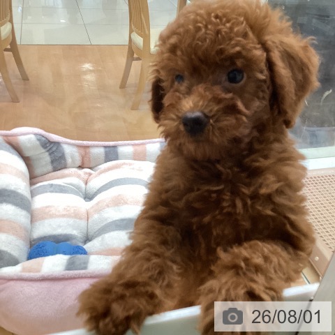 福岡県のトイプードル(トイ) (ペットプラス 黒崎店/2026年5月1日生まれ/女の子/レッド)の子犬の3枚目の画像
